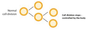 Cell division in normal cells