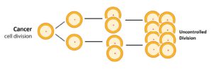 Cell Division in Cancer