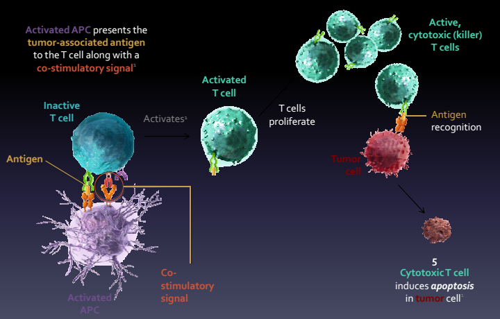 Mechanism of immunotherapy for treatment of stage 4 lung cancer