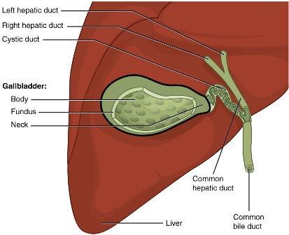 Gallbladder cancer immunotherapy in Delhi India